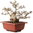 Carpinus coreana, 38 cm, ± 40 ans