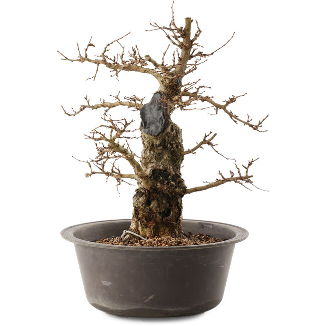 Carpinus coreana, 35,5 cm, ± 40 jaar oud