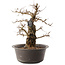 Carpinus coreana, 35,5 cm, ± 40 anni