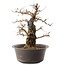 Carpinus coreana, 35,5 cm, ± 40 jaar oud