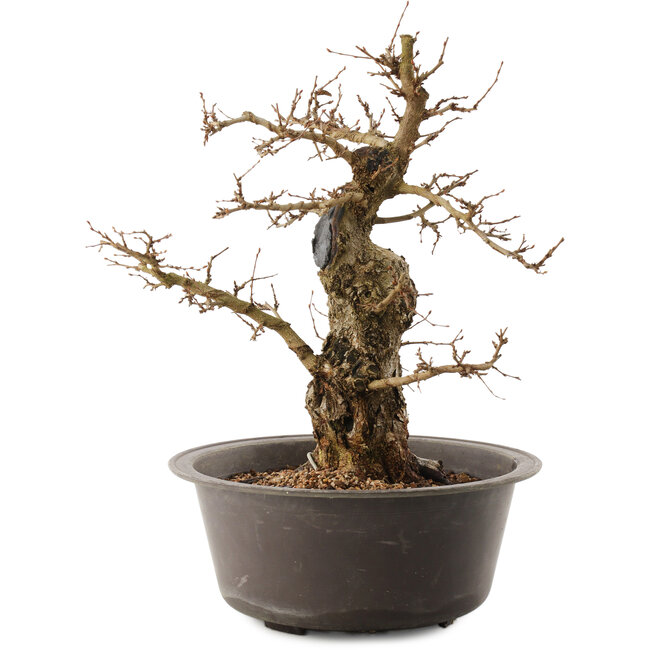 Carpinus coreana, 35,5 cm, ± 40 años