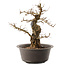 Carpinus coreana, 35,5 cm, ± 40 anni