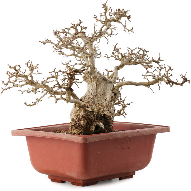 Carpinus coreana, 38 cm, ± 40 years old
