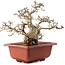 Carpinus coreana, 38 cm, ± 40 Jahre alt