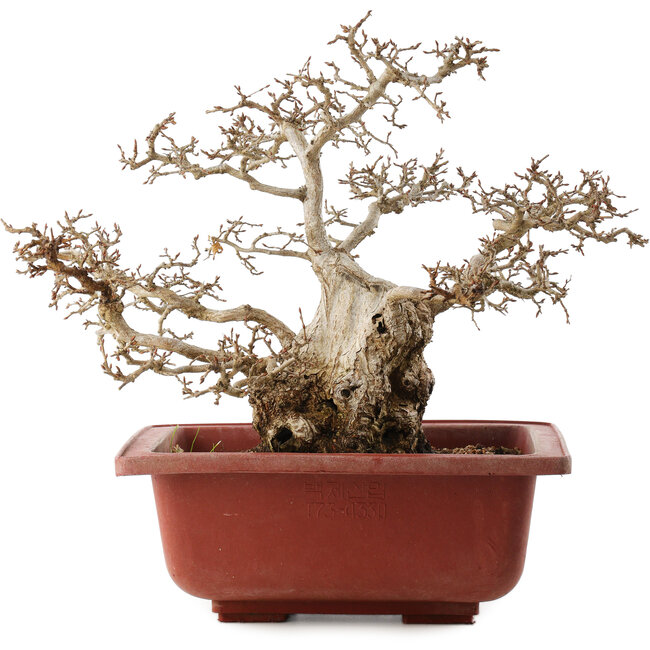 Carpinus coreana, 38 cm, ± 40 years old