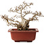 Carpinus coreana, 38 cm, ± 40 ans