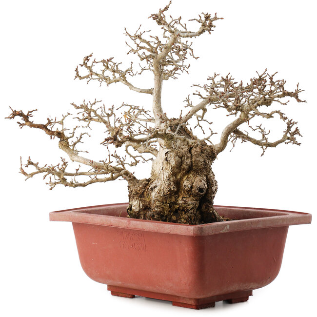 Carpinus coreana, 38 cm, ± 40 years old