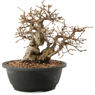 Carpinus coreana, 23 cm, ± 40 años