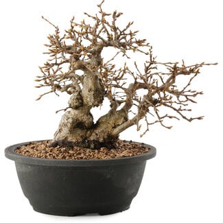 Carpinus coreana, 23 cm, ± 40 Jahre alt