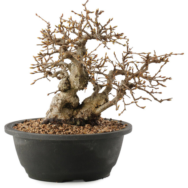 Carpinus coreana, 23 cm, ± 40 anni