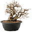 Carpinus coreana, 23 cm, ± 40 ans