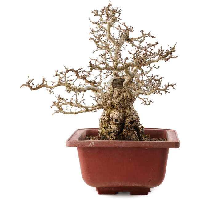 Carpinus coreana, 38 cm, ± 40 years old