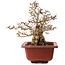 Carpinus coreana, 38 cm, ± 40 ans