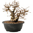 Carpinus coreana, 23 cm, ± 40 anni