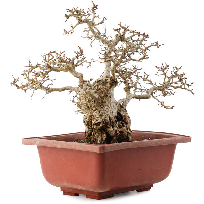 Carpinus coreana, 38 cm, ± 40 years old