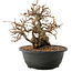 Carpinus coreana, 23 cm, ± 40 Jahre alt