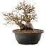 Carpinus coreana, 23 cm, ± 40 jaar oud