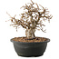 Carpinus coreana, 23 cm, ± 40 Jahre alt