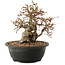 Carpinus coreana, 23 cm, ± 40 ans