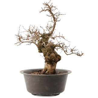 Carpinus coreana, 41 cm, ± 40 anni