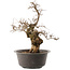 Carpinus coreana, 41 cm, ± 40 years old