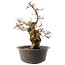 Carpinus coreana, 41 cm, ± 40 years old