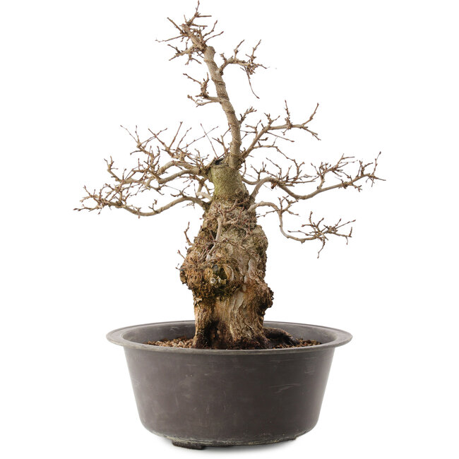 Carpinus coreana, 41 cm, ± 40 years old