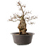 Carpinus coreana, 41 cm, ± 40 ans