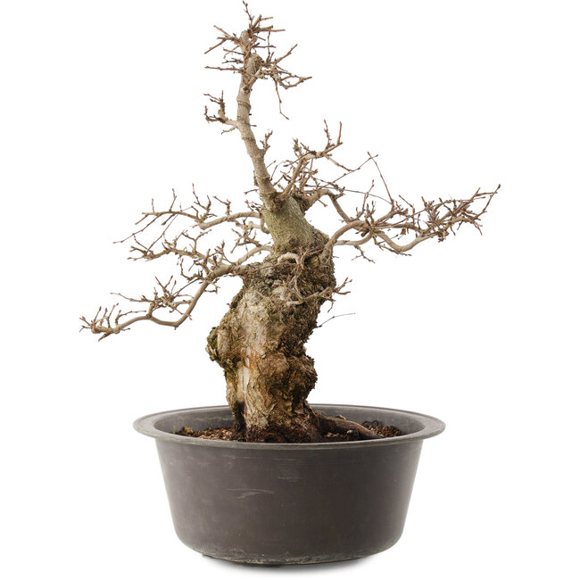 Carpinus coreana, 41 cm, ± 40 años