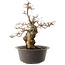 Carpinus coreana, 41 cm, ± 40 ans