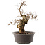 Carpinus coreana, 41 cm, ± 40 years old
