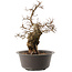 Carpinus coreana, 41 cm, ± 40 ans