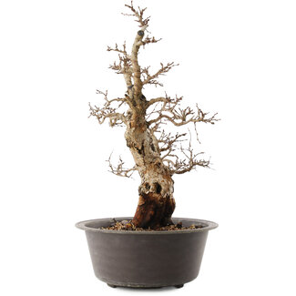 Carpinus coreana, 47 cm, ± 40 anni