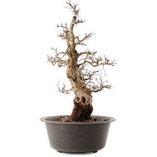 Carpinus coreana, 47 cm, ± 40 years old