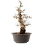 Carpinus coreana, 47 cm, ± 40 ans