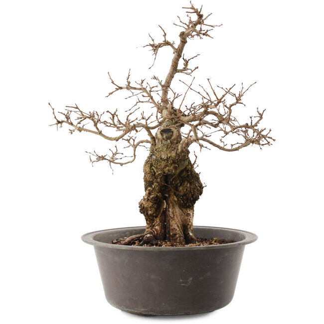 Carpinus coreana, 41 cm, ± 40 años