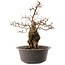Carpinus coreana, 41 cm, ± 40 years old