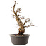 Carpinus coreana, 47 cm, ± 40 ans