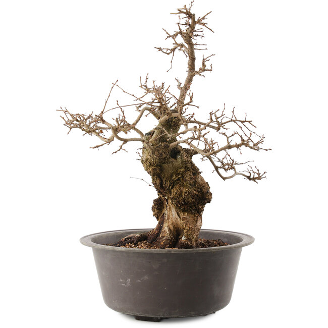 Carpinus coreana, 41 cm, ± 40 years old