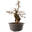 Carpinus coreana, 41 cm, ± 40 ans