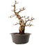 Carpinus coreana, 47 cm, ± 40 ans