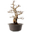 Carpinus coreana, 47 cm, ± 40 Jahre alt