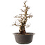 Carpinus coreana, 47 cm, ± 40 ans