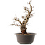 Carpinus coreana, 47 cm, ± 40 ans