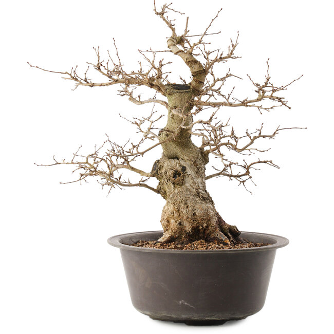 Carpinus coreana, 38,5 cm, ± 40 jaar oud