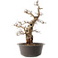 Carpinus coreana, 47 cm, ± 40 ans