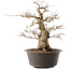 Carpinus coreana, 38,5 cm, ± 40 años