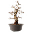 Carpinus coreana, 47 cm, ± 40 anni