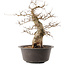 Carpinus coreana, 38,5 cm, ± 40 anni