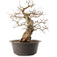 Carpinus coreana, 38,5 cm, ± 40 ans